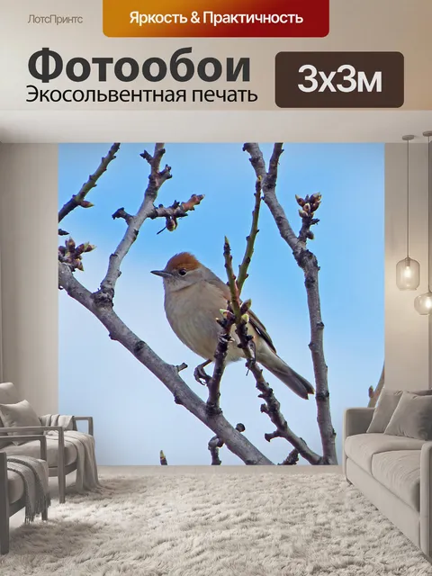Фотообои Птица