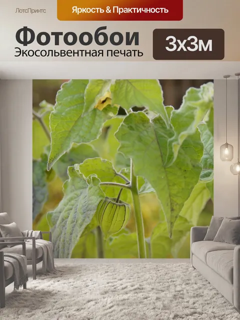 Фотообои Мыс крыжовник