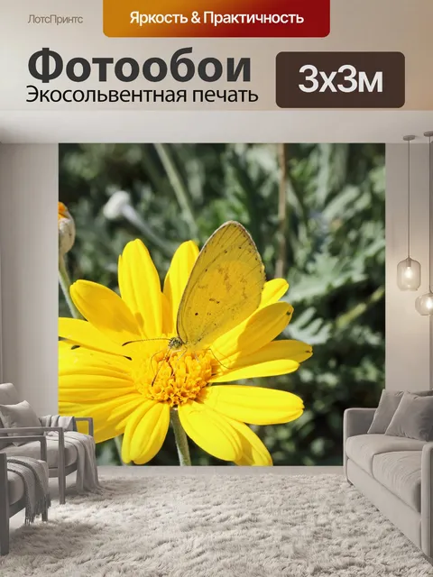 Фотообои желтая бабочка на желтой ромашке