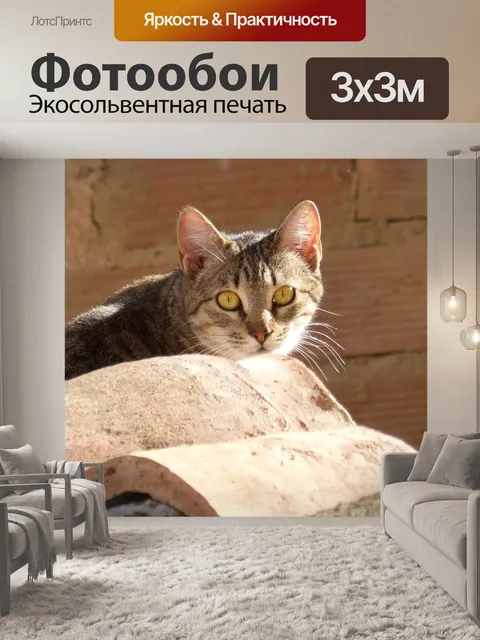 Фотообои Кот