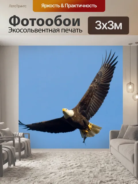 Фотообои Белоголовый орлан Летающий