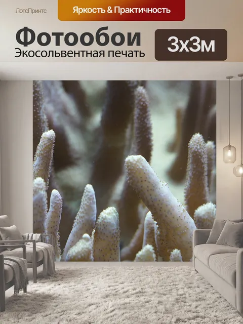 Фотообои Кораллы