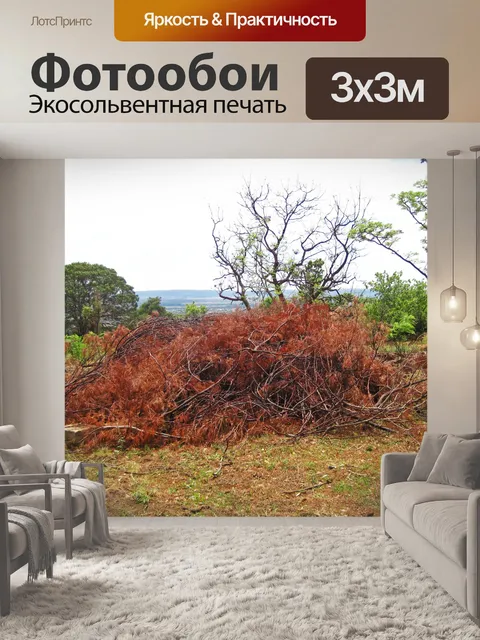 Фотообои срезать сосновые ветки сухой хвоей