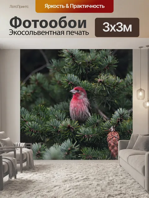 Фотообои Дом финч