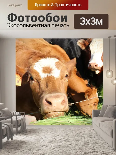 Фотообои Стадо коров выгона-канал