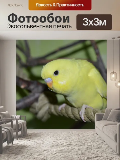 Фотообои Волнистый попугайчик
