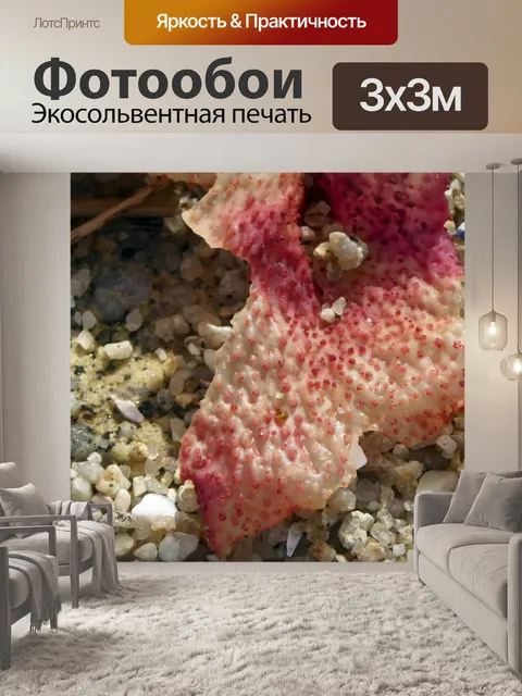 Фотообои морские водоросли, ракушки и коряги
