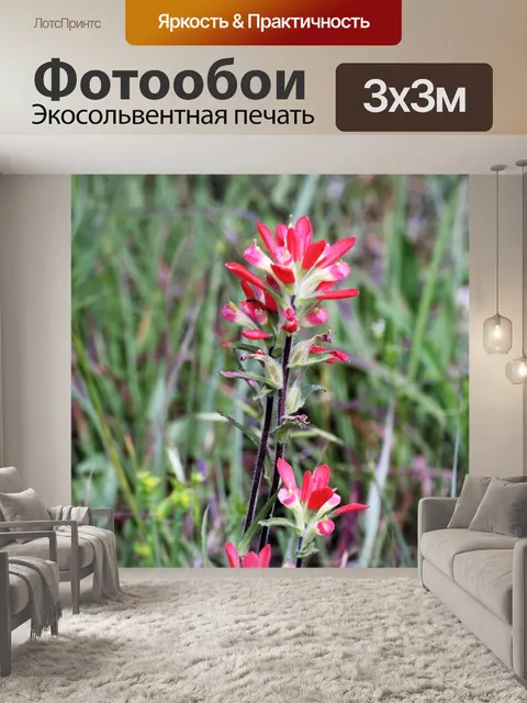 Фотообои Индийская кисть Полевые цветы
