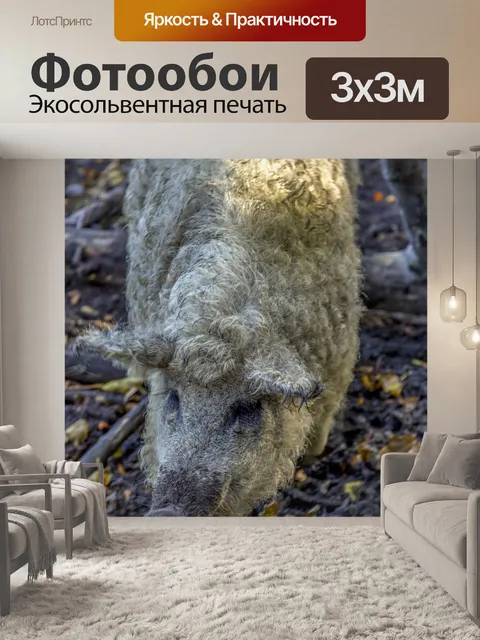 Фотообои Кудрявая свинья