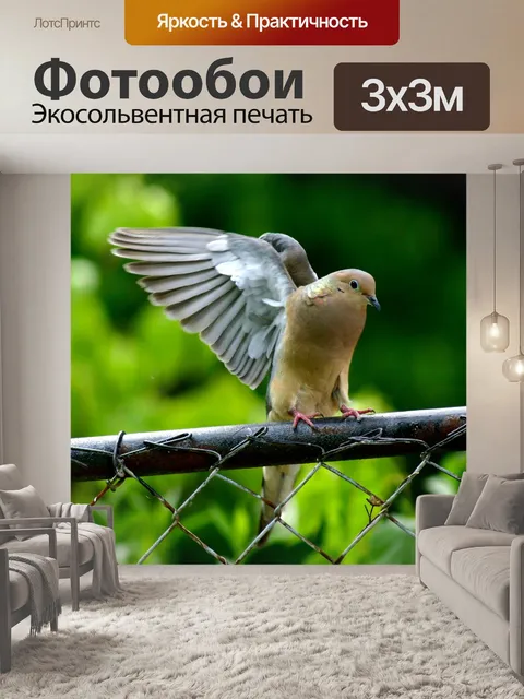 Фотообои Голубь
