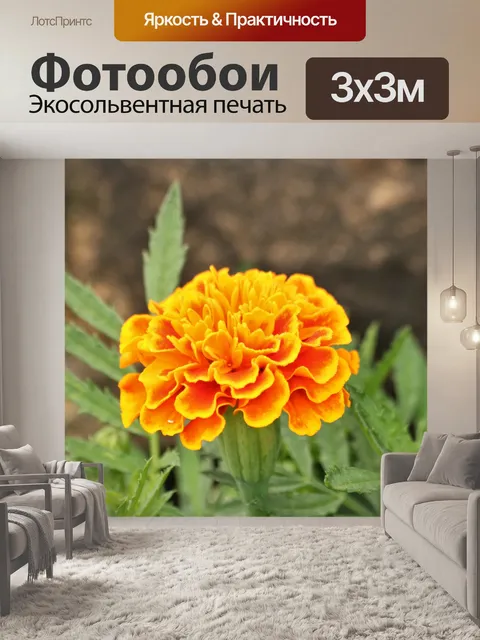 Фотообои Оранжевый календулы крупным планом 2