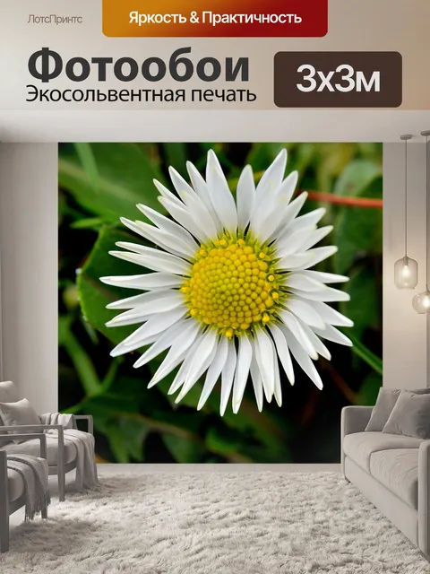 Фотообои Маргаритка
