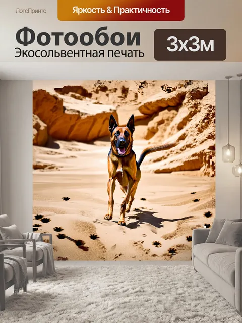 Фотообои бельгийская овчарка малинуа, с энергией танцующей в песчаном карьере, оставляет за собой следы