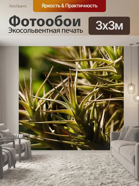 Фотообои колючие листья эпифитного растения