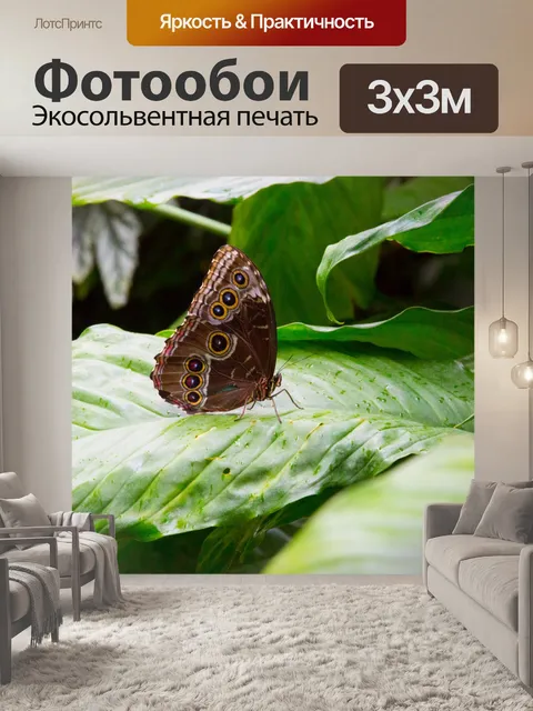 Фотообои бабочка