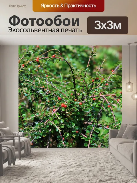 Фотообои куст с красными ягодами