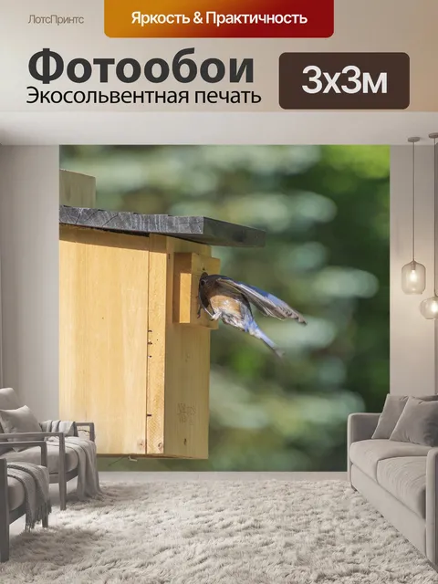 Фотообои Синяя птица