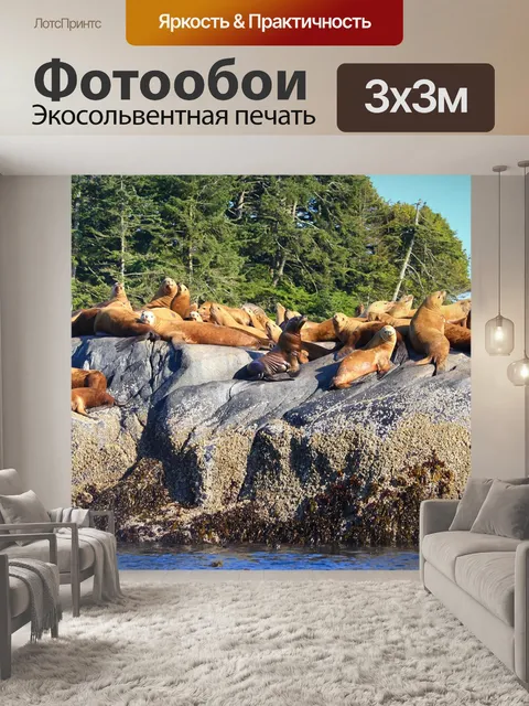 Фотообои Морские львы