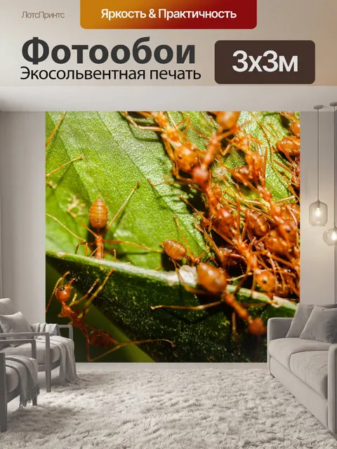 Фотообои Красные муравьи