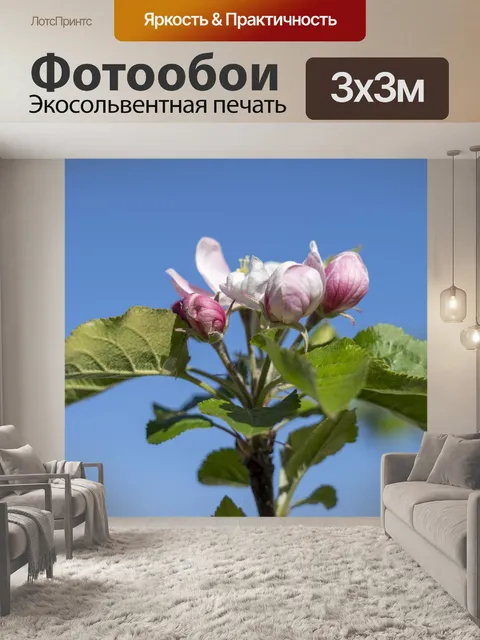 Фотообои Цветы