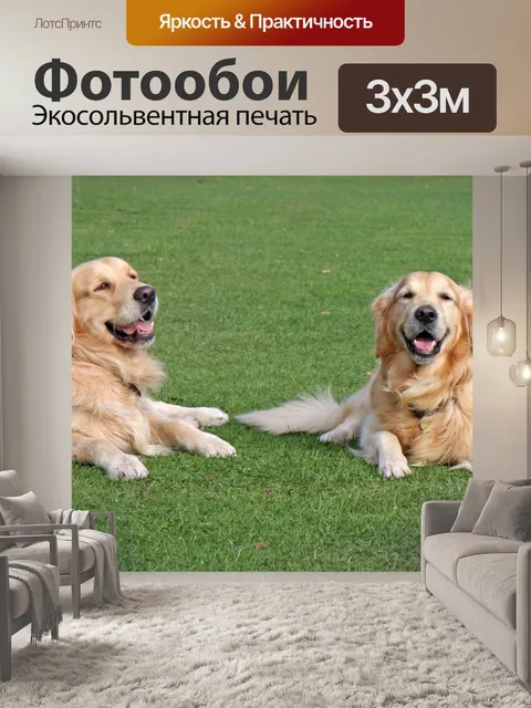 Фотообои Собак, золотистый ретривер