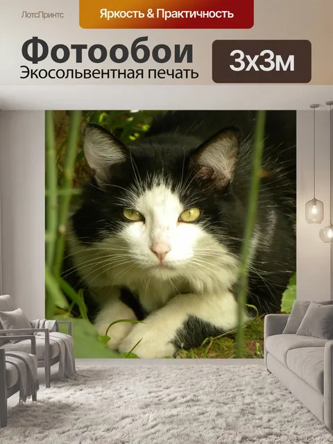 Фотообои Кошка