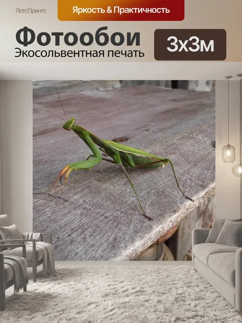 Фотообои Богомол