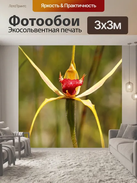 Фотообои Паук король