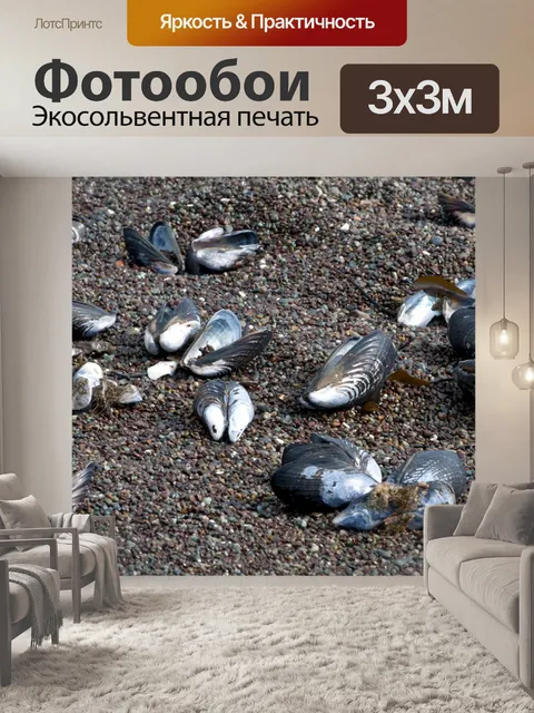 Фотообои Морские раковины на берегу моря