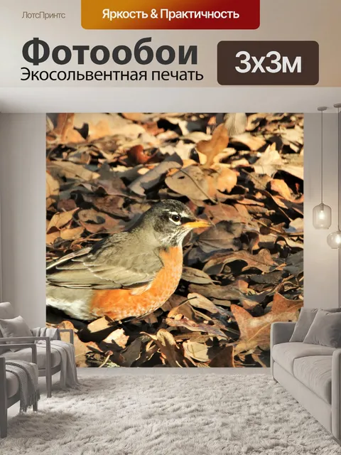 Фотообои Женский Американский Робин Крупный план