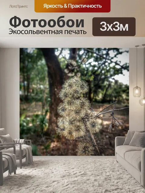 Фотообои Лес
