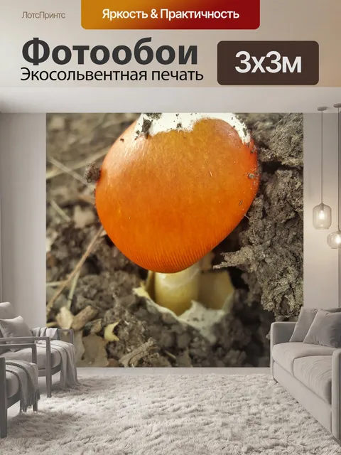 Фотообои Оранжевый мухомор гриб крупным планом