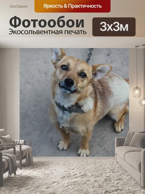 Фотообои Собака