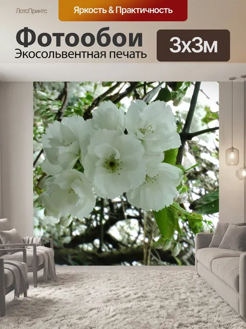 Фотообои Cherry Blossom Цветы