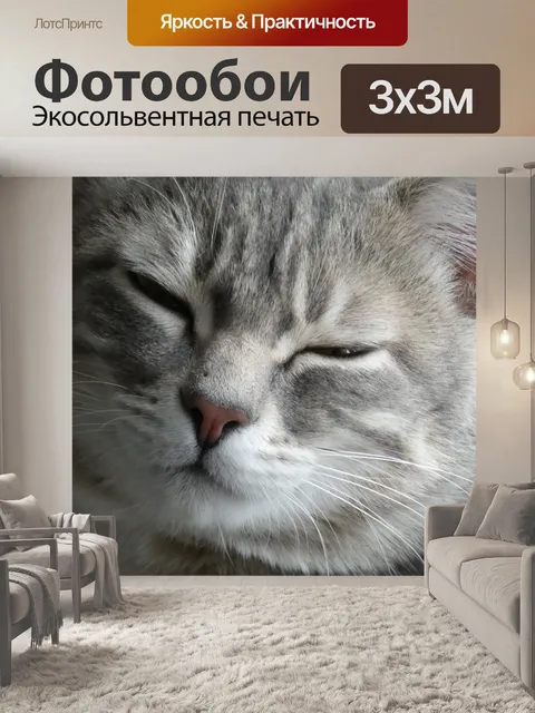Фотообои Сонный кот