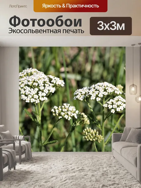 Фотообои Белые Ярро Полевые цветы