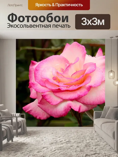 Фотообои Pink rose