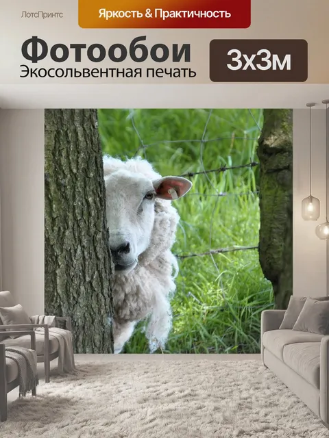 Фотообои Овец