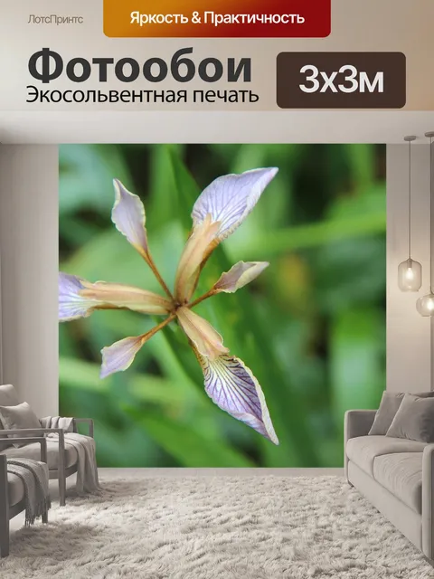 Фотообои Ирис