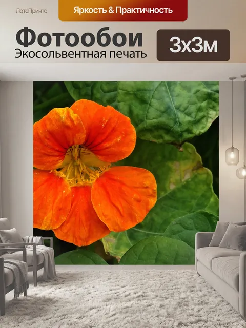 Фотообои Оранжевый настурции