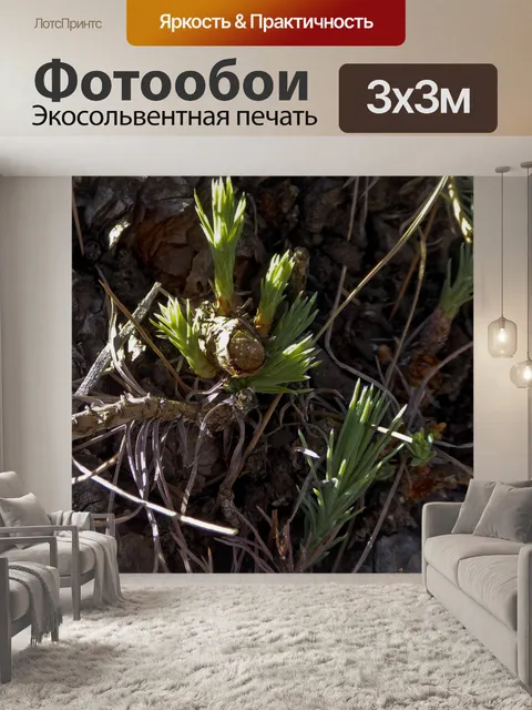 Фотообои Рост растений Сосновое дерево