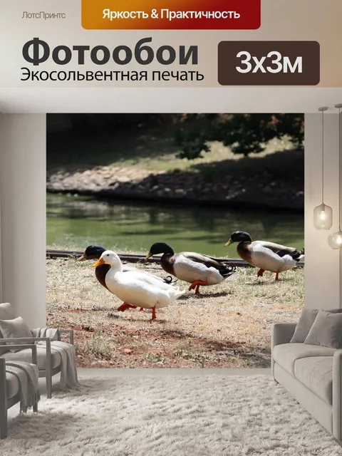 Фотообои белая утка с крякв