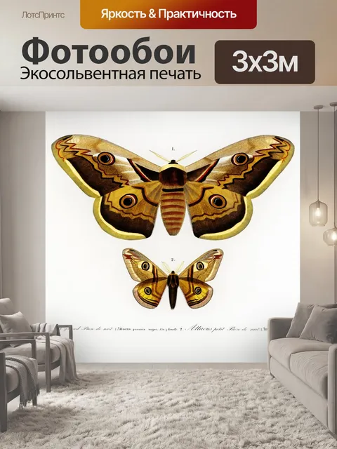 Фотообои Бабочка моли мотылек винтаж