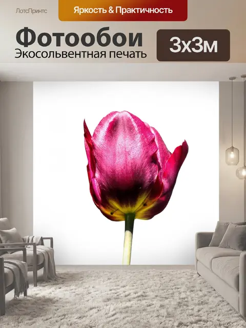 Фотообои Тюльпан Цветочный белый фон