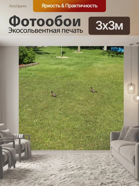 Фотообои Два Робинс Птицы