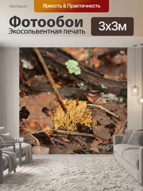 Фотообои Коралловые грибы осенью