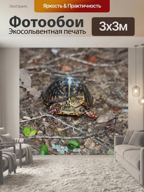 Фотообои Изысканная коробка Черепаха 3