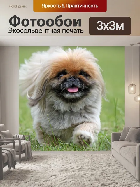 Фотообои Симпатичные собаки
