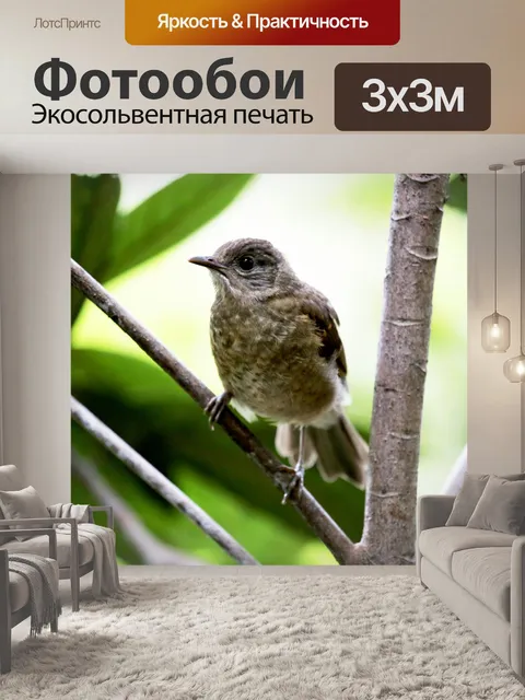 Фотообои Птица