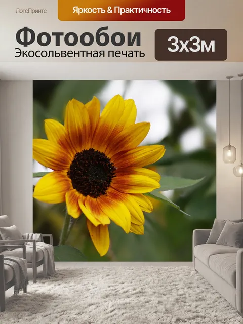 Фотообои Подсолнух осенью цвести цветок